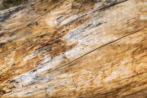 色のクローズアップ画像でトランクの損傷した木製の表面 農業や林業のモチーフと茶色のテクスチャ — ストック写真
