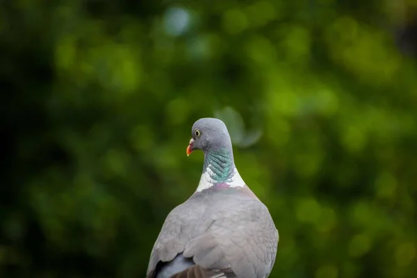 Closeup Pigeon Shot Back — Stock Photo, Image
