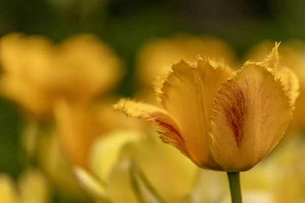 Gros Plan Fleurs Tulipes Jaunes Poussant Dans Champ Ensoleillé — Photo