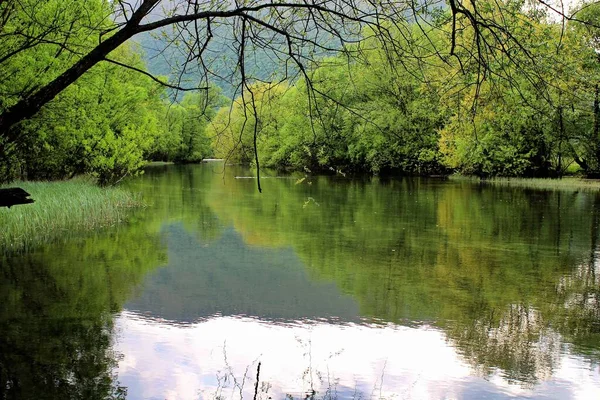 Prachtige Reflecties Van Evergreen Rustig Water Met Een Enkele Loofboom — Stockfoto