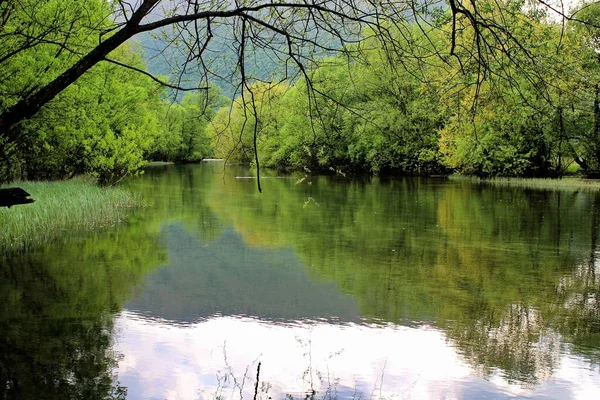 Эвергрин Спокойной Воде Одним Листопадным Деревом Углом — стоковое фото