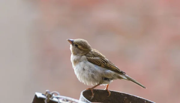 Primer Plano Gorrión Casa Hembra Encaramado Anillo Metal Passer Domesticus — Foto de Stock