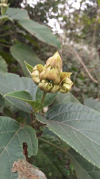 Clerodendrum Infortunatum Bhat Eller Bakke Herlighed Bower Blomst Knopper Med - Stock-foto