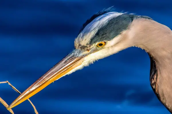 Portrait Héron Gris Ardea Cinerea Avec Long Bec — Photo