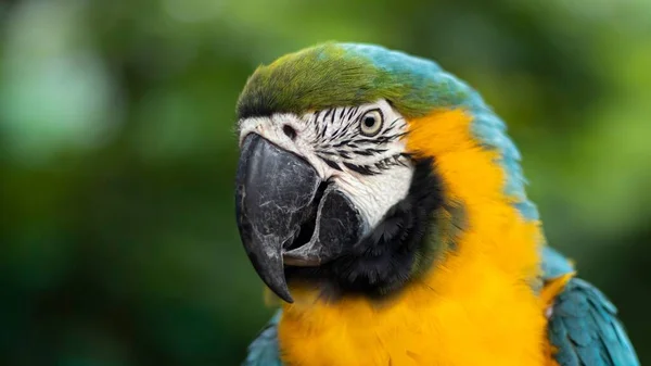 一只金刚鹦鹉的特写镜头 美丽的黄蓝色鹦鹉鸟 背景模糊 羽毛美丽 — 图库照片