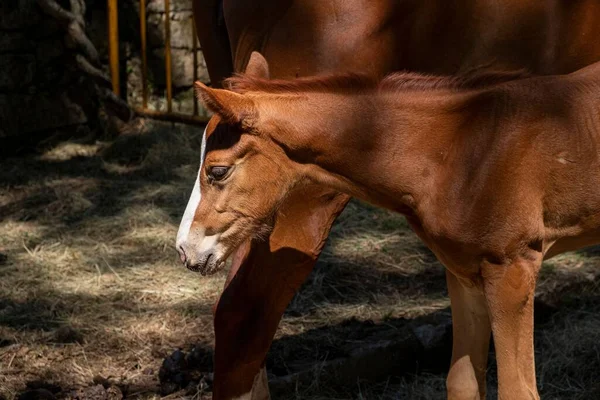 Foal Few Weeks Old His Mother — Stock Photo, Image