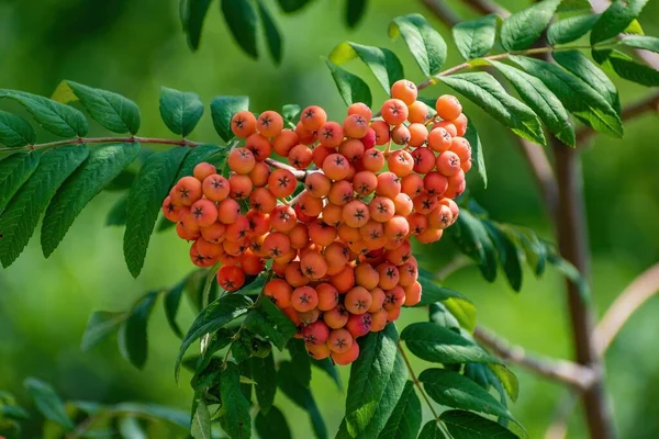 Orange Viburnum Tree Branch Seasonal Fruits Full Vitamins — Stock Photo, Image