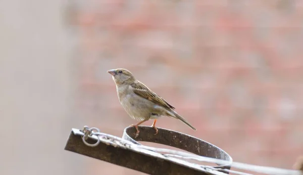 Closeup Female House Sparrow Perched Metal Ring Passer Domesticus — Stock Photo, Image