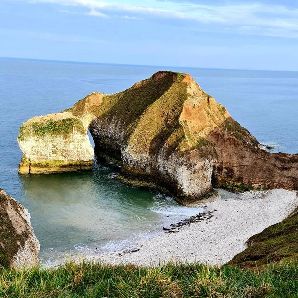 Drinking Dinosaur Wild Seals Flamborough Coast — Stock Photo, Image