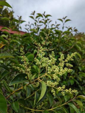 Filizlenen yaprakları ve çiçekleri olan seçici bir dal.