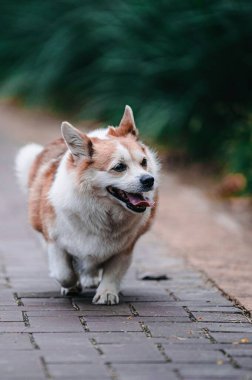 Parkta yürüyen bir Corgi 'nin seçici görüntüsü.