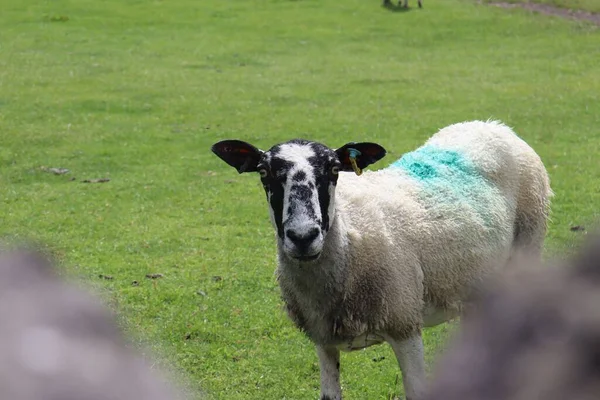 Egy Hím Bárány Közelsége Áll Fűben — Stock Fotó