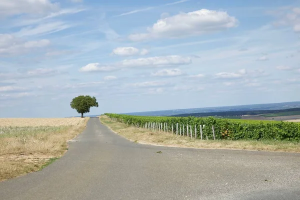 Een Asfaltweg Omringd Door Velden Een Eenzame Boom Achtergrond — Stockfoto