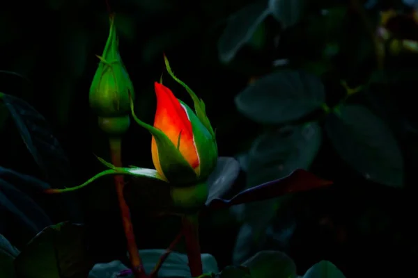 Une Fleur Unbloom Dans Jardin Avec Éclairage Sombre — Photo