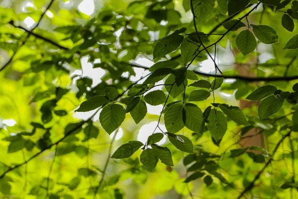 Ένα Κοντινό Πλάνο Από Καταπράσινα Φύλλα Δέντρα Ένα Πάρκο — Φωτογραφία Αρχείου