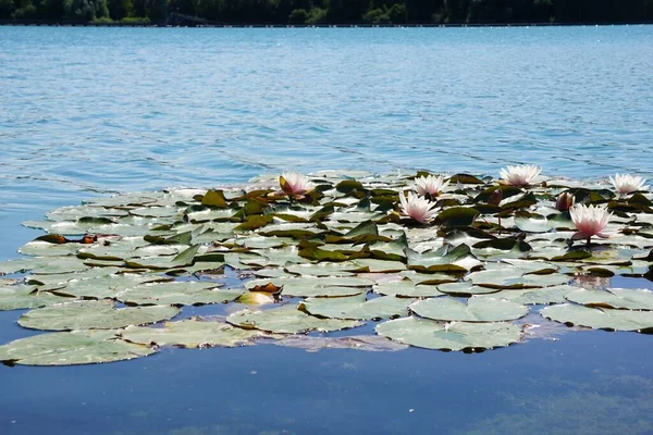 Bunch White Waterlilies Nymphaea Alba Leaves Lake Surface — Stock Photo, Image