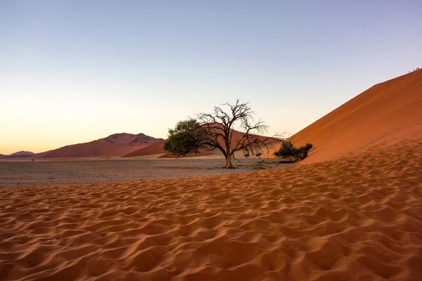 Beau Paysage Désertique Arbre Partiellement Sur Dune Namibie Lever Soleil — Photo