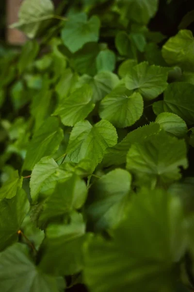 Çalı Üzerinde Yeşil Yaprakların Yakın Çekimi — Stok fotoğraf