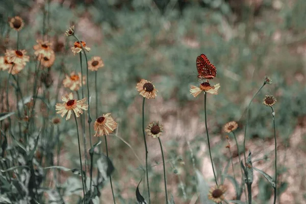 Closeup Shot Dried Daises Charming Butterfly One Them — Stock Photo, Image