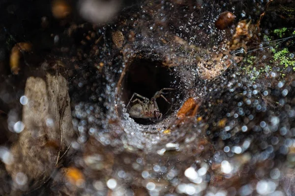 Närbild Spindel Ett Spindelnät Vid Trädet Med Regndroppar — Stockfoto