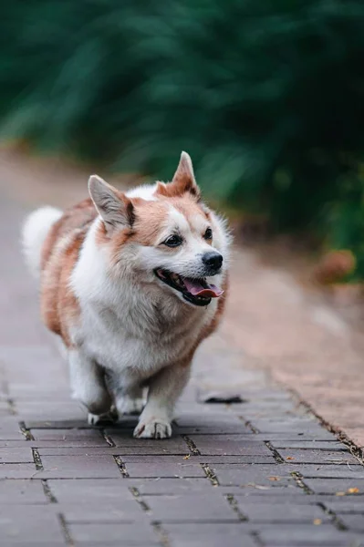 Selektywna Corgi Spacerująca Ścieżką Parku — Zdjęcie stockowe