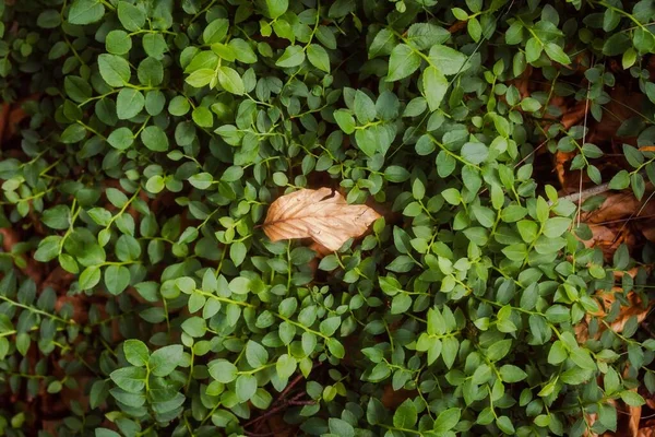 Primer Plano Una Hoja Seca Sobre Hojas Verdes —  Fotos de Stock