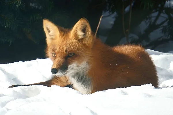 Petit Renard Couché Sur Sol Enneigé — Photo