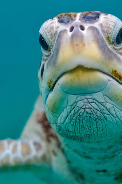 Fechamento Vertical Cabeça Uma Bela Tartaruga Oceano Azul — Fotografia de Stock