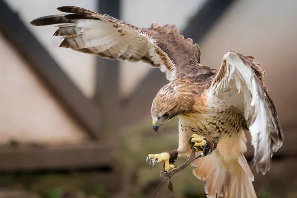 Tiro Seletivo Foco Falcão Harris Parabuteo Unicinctus — Fotografia de Stock