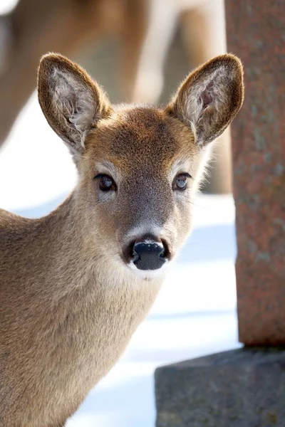 Closeup Shot Deer Winter Season — Stock Photo, Image