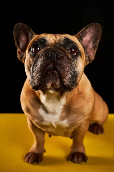 Bulldog Francese Marrone Isolato Sfondo Nero — Foto Stock