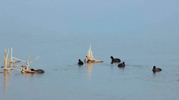 Una Vista Del Foso Eurasiático Fulica Atra Vadeando Lago —  Fotos de Stock