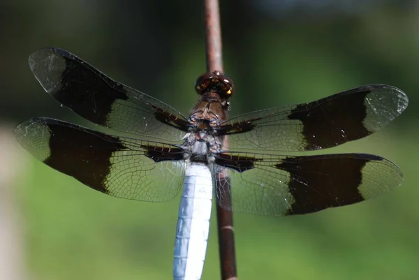 Primer Plano Una Libélula Con Alas Transparentes Encaramadas Palo — Foto de Stock