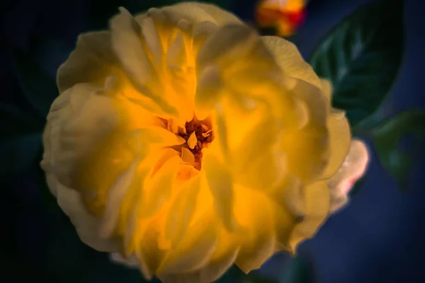 Selective Focus Shot Core Yellow Rose — Stock Photo, Image