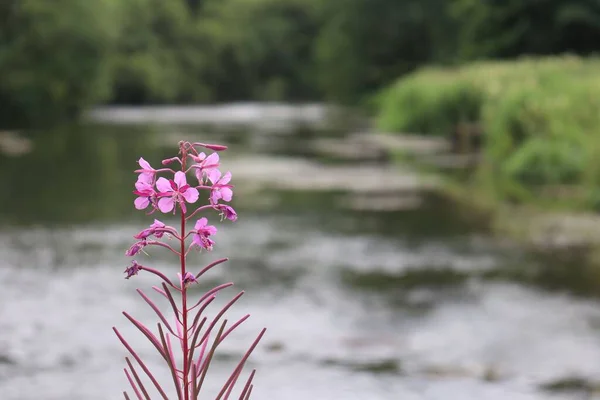 Arka Planda Bir Nehir Olan Chamaenerion Angustifolium Yüzeysel Bir Odağı — Stok fotoğraf