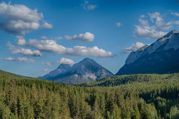 Живописный Вид Соснового Леса Склоне Горы — стоковое фото