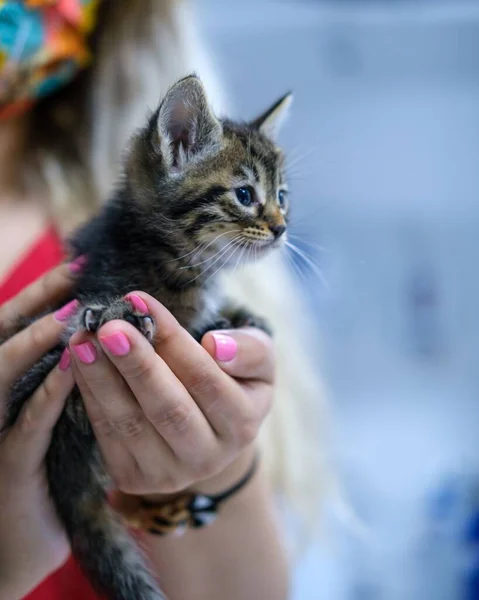 Selektiv Baby Kattunge Kvinnliga Händer — Stockfoto