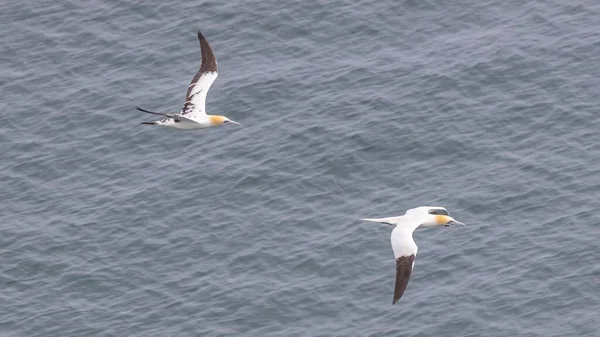 Les Deux Oiseaux Fanette Nordique Survolant Mer — Photo