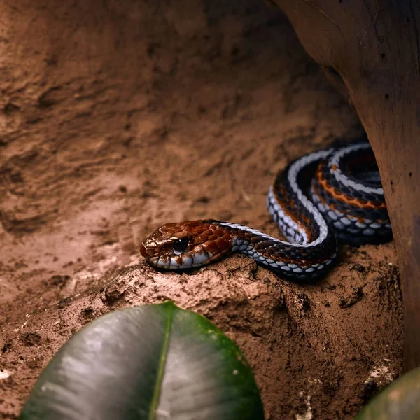 Egy Harisnyakötős Kígyó Közelsége Nappal Földön — Stock Fotó