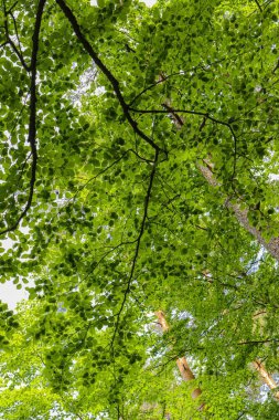 Parktaki ağaçların üzerinde yemyeşil yaprakların düşük açılı görüntüsü.
