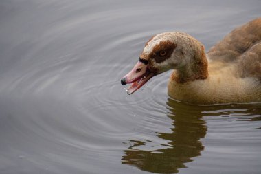 Suda yüzen bir kazın yakın çekimi.