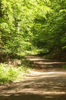 Güneşli bir bahar gününde, ormanın içinde kirli bir patika.