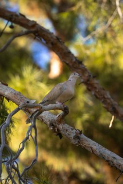 Ağaçtaki bir Streptopelia 'ya yakın çekim