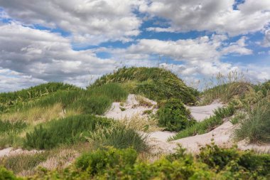 Bulutlu gökyüzünün altındaki kum tepelerinde yetişen çimenler