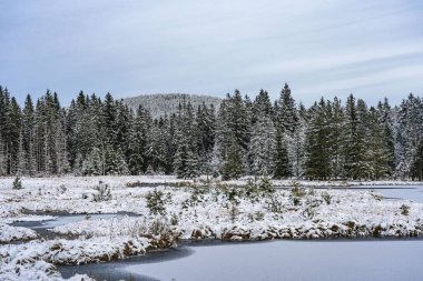 Kışın karlı bir ormanın manzarası