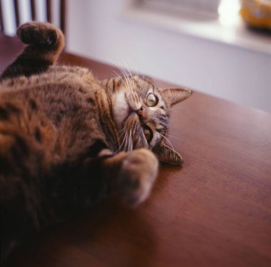 Masada dinlenen sevimli bir kedi.