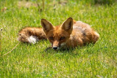Çimlerin üzerinde yatan bir tilkinin yakın plan çekimi.