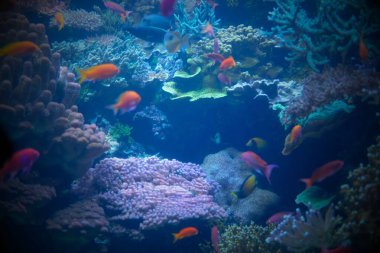 Renkli mercanlarla dolu bir akvaryumda yüzen güzel bir balık manzarası