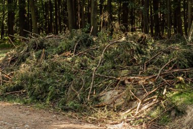 Ağacın devrilmiş dallarıyla bir ormanın doğal manzarası.