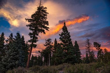 Gün batımında güzel gökyüzüne karşı çam ağaçları olan bir orman..